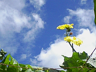 伝統野菜の圃場（ほじょう）見学