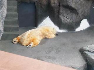 平川動物園　ホッキョクグマ