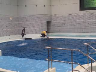 鹿児島水族館「いるかの時間」