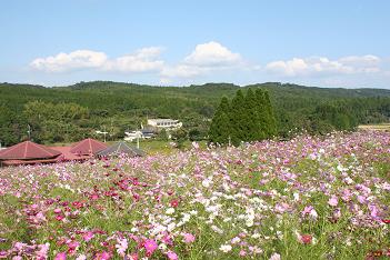 上場高原　コスモス