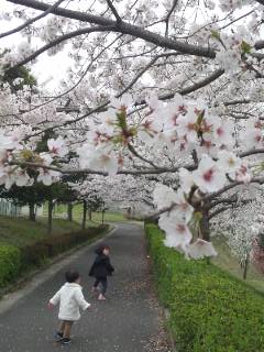 出水の桜