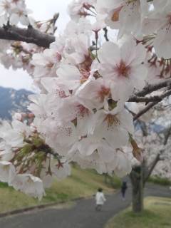 出水の桜