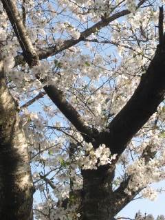 出水の桜