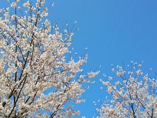 桜が満開です！