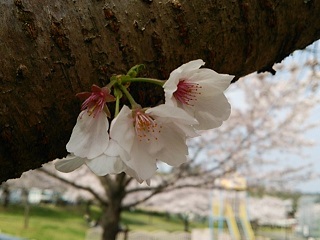 西之口運動公園