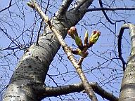 桜のつぼみ 桜のつぼみ