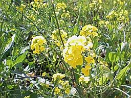 春はそこまで・・・