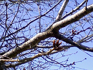 春はそこまで・・・