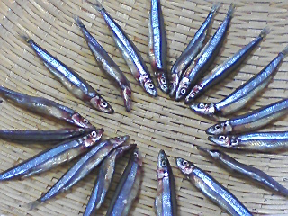 一夜干しを作ってみました