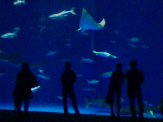 子育てコミュオフ会＠水族館