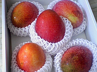 徳之島 マンゴー 徳之島 マンゴー