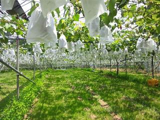 山門ぶどう園 山門ぶどう園