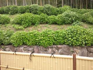 Banboo(ばんぶー) Banboo(ばんぶー)