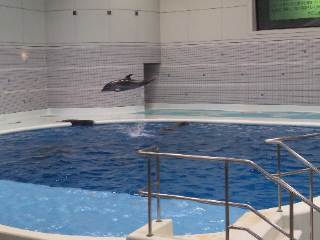 鹿児島水族館「いるかの時間」 鹿児島水族館「いるかの時間」