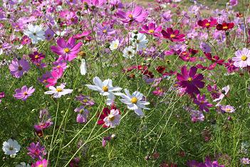 上場高原 コスモス 上場高原 コスモス