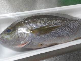 鹿児島産 イサキ 鹿児島産 イサキ