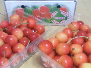 余市のサクランボ 余市のサクランボ