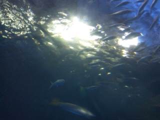 いおワールド いおワールド