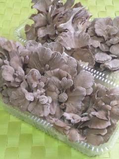 ナチュラルファームしまだ まいたけ ナチュラルファームしまだ まいたけ