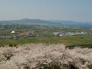 東光山 桜 東光山 桜