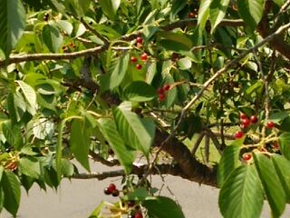 さくらんぼ? さくらんぼ?