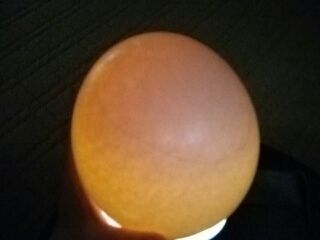 ダチョウの卵 ダチョウの卵