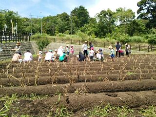 グリーンファーム 野菜の収穫体験 グリーンファーム 野菜の収穫体験