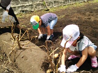 グリーンファーム 野菜の収穫体験 グリーンファーム 野菜の収穫体験