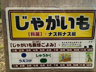 グリーンファーム 野菜の収穫体験 グリーンファーム 野菜の収穫体験