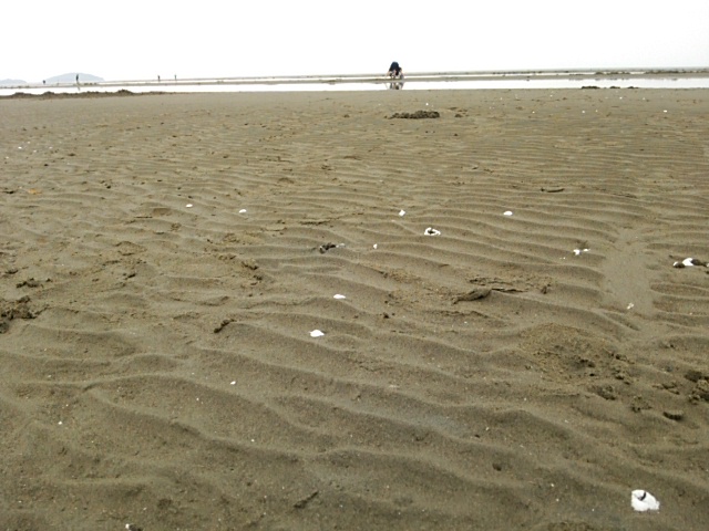 出水名物「マテ貝獲り」