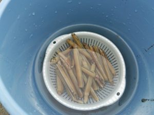 マテ貝。大漁！（笑）