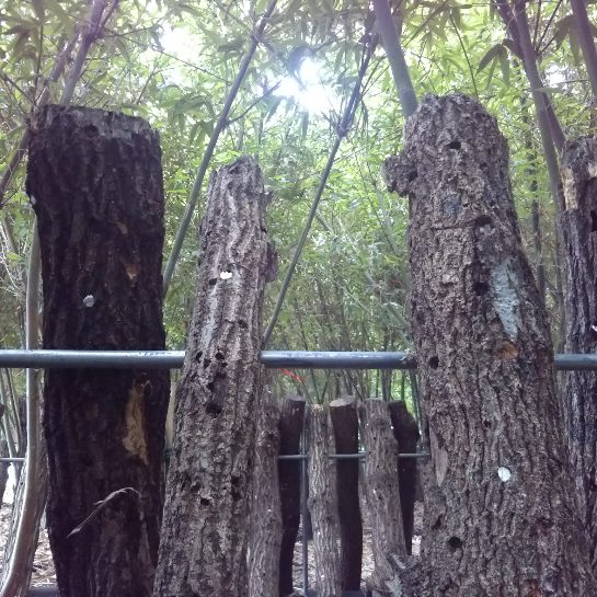 緑竹（りょくちく）