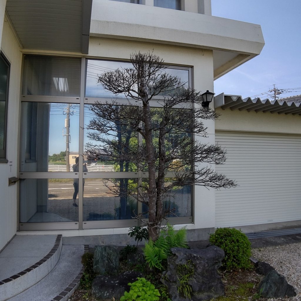 どんな木がいいかなぁ・・・