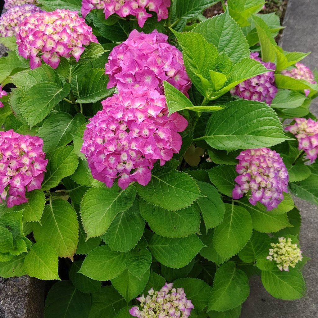 今年も咲きました