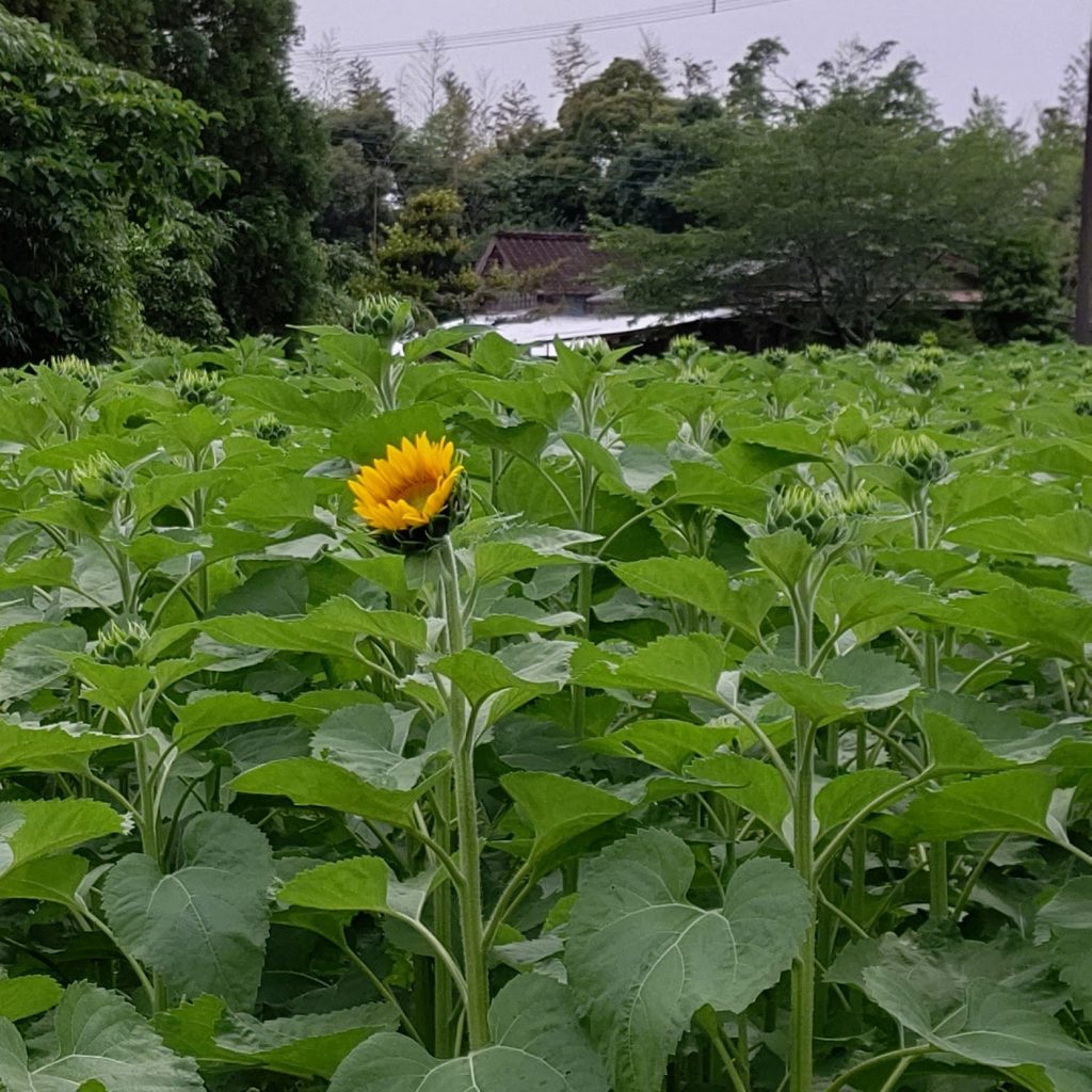 咲いてきました
