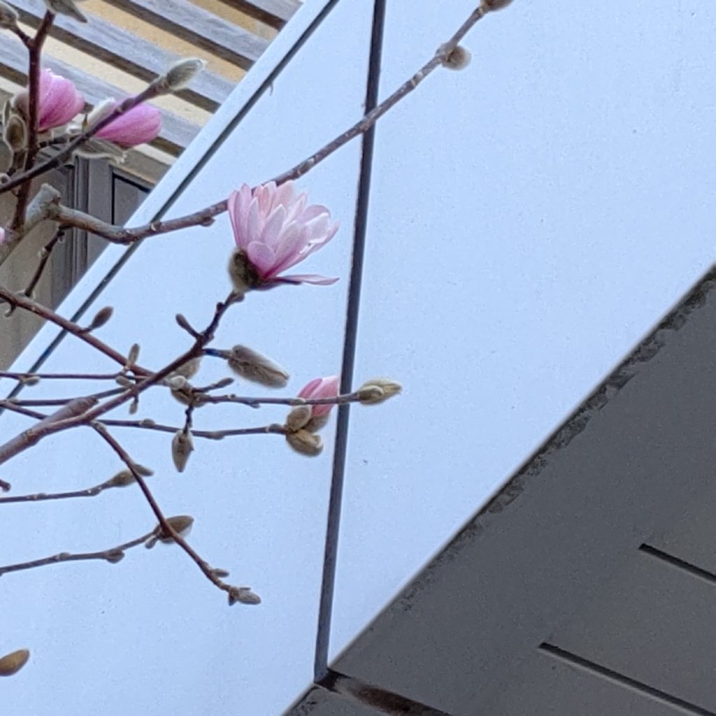 今年も咲き始めました