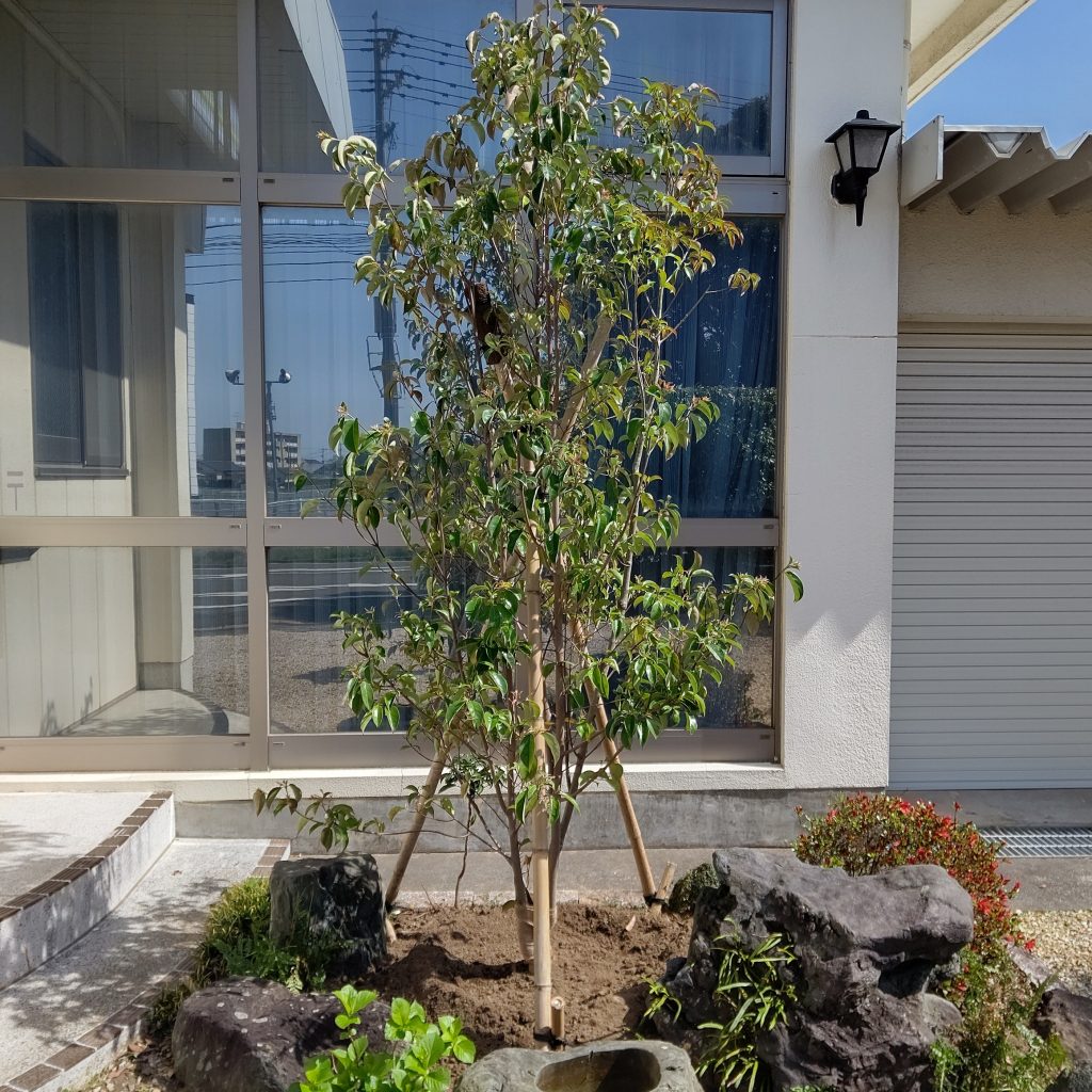 植え替えました