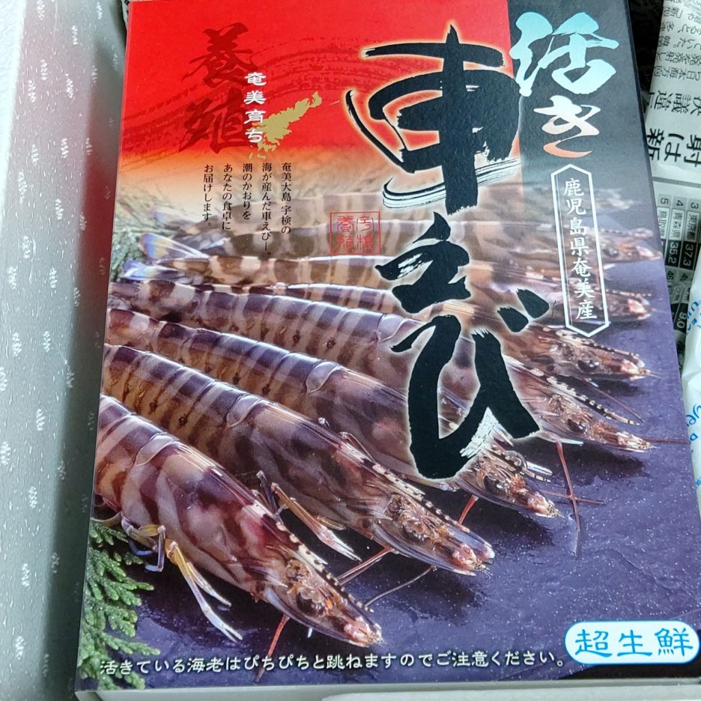 活きクルマエビ