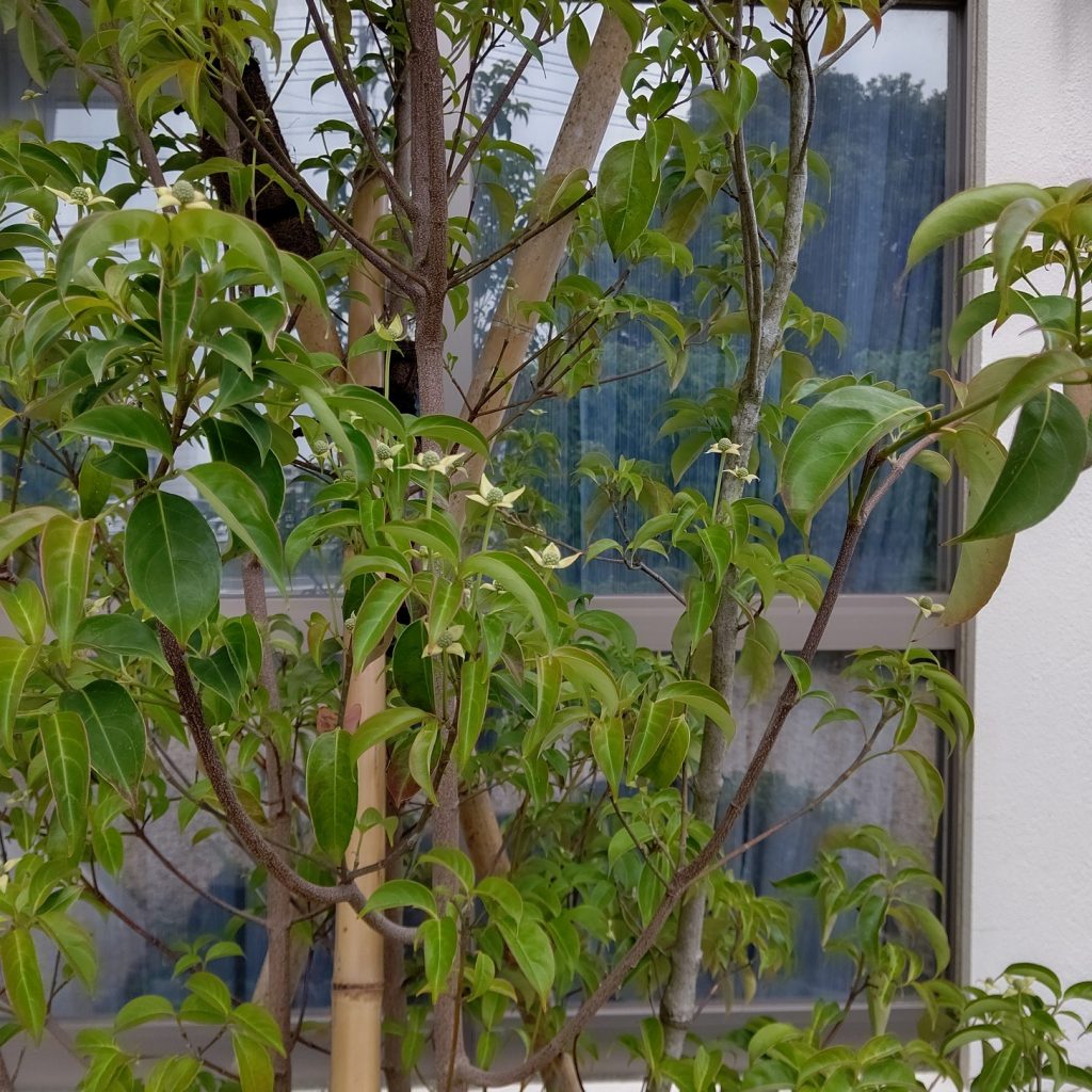 花が咲き始めました