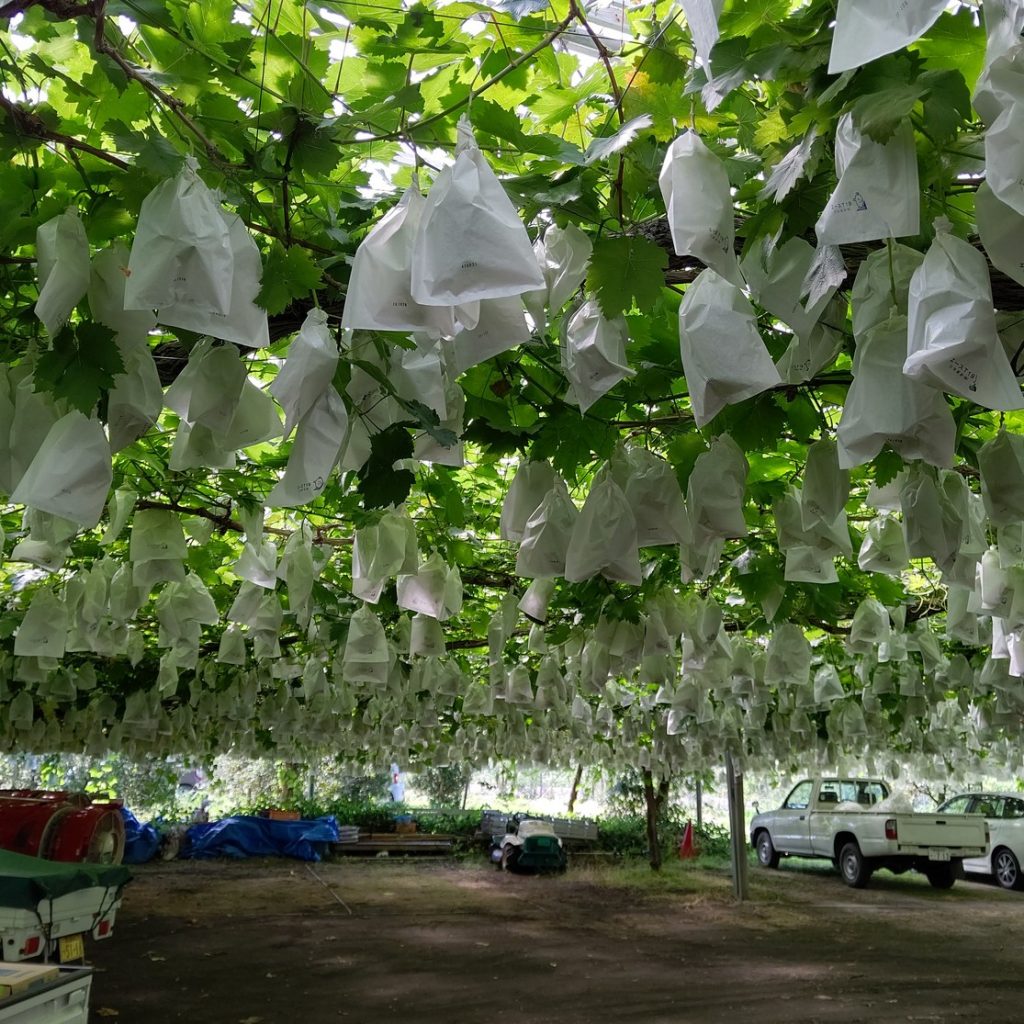 今年も始まりました