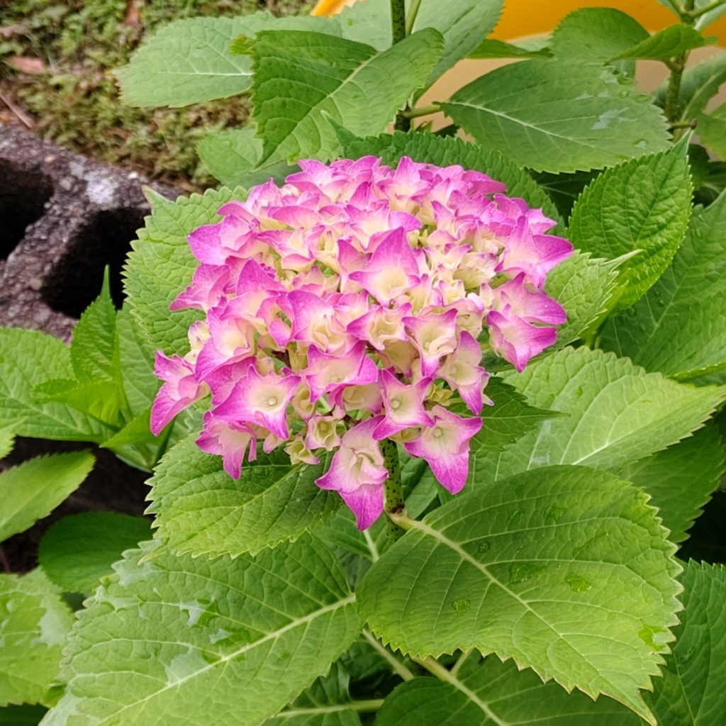 色づいてきました