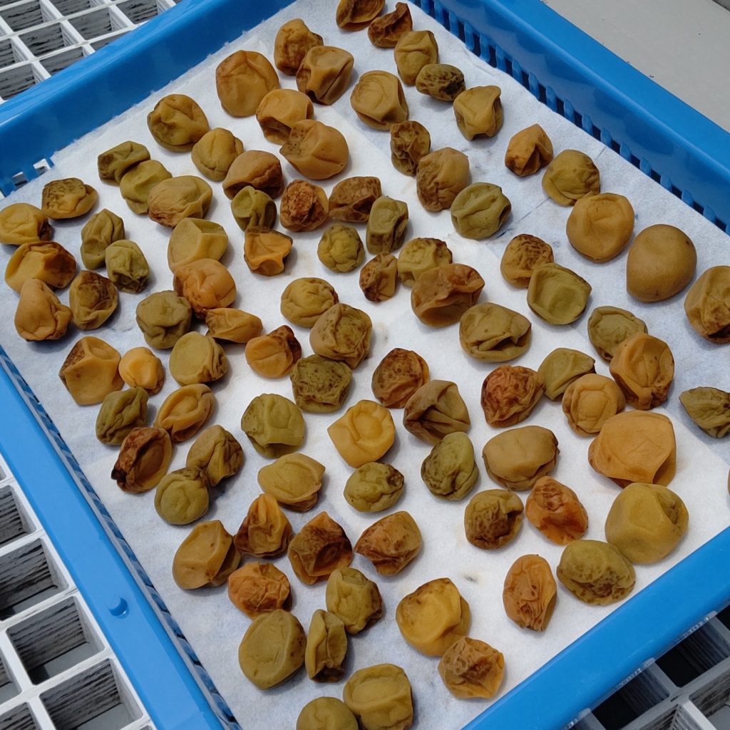 梅を干し始めました