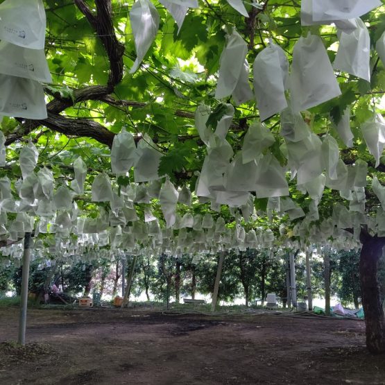 今年も始まりました！