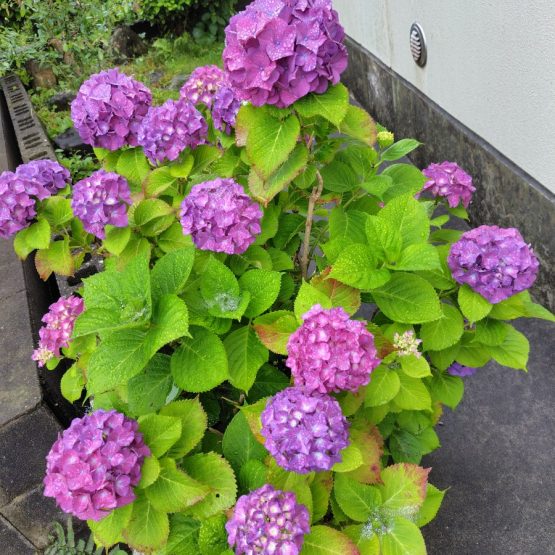 今年も咲いています