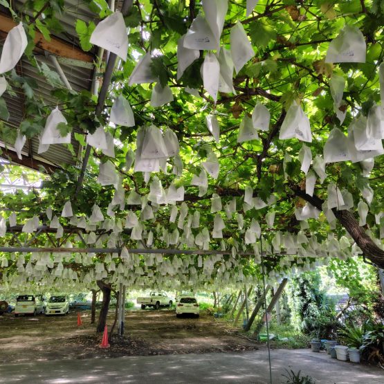 始まりました！