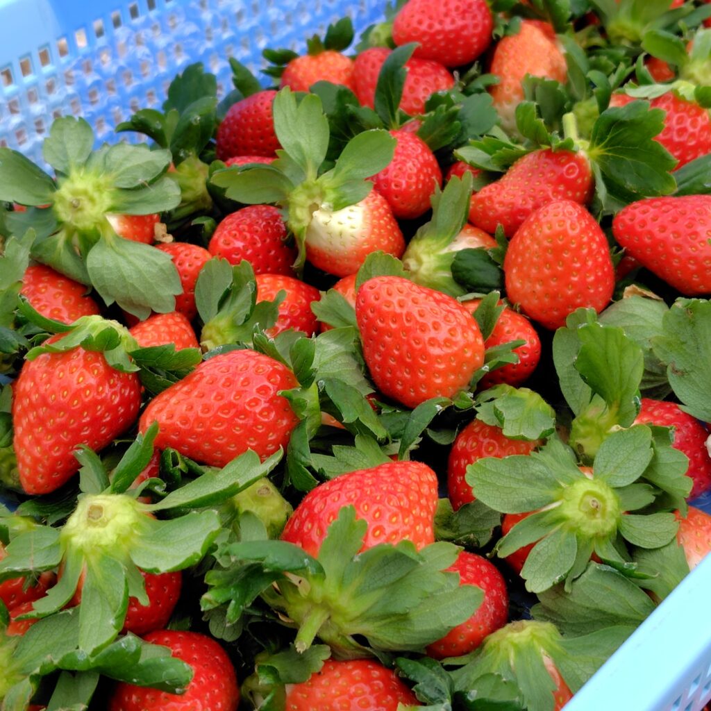 リスクコミュニケーションツアー