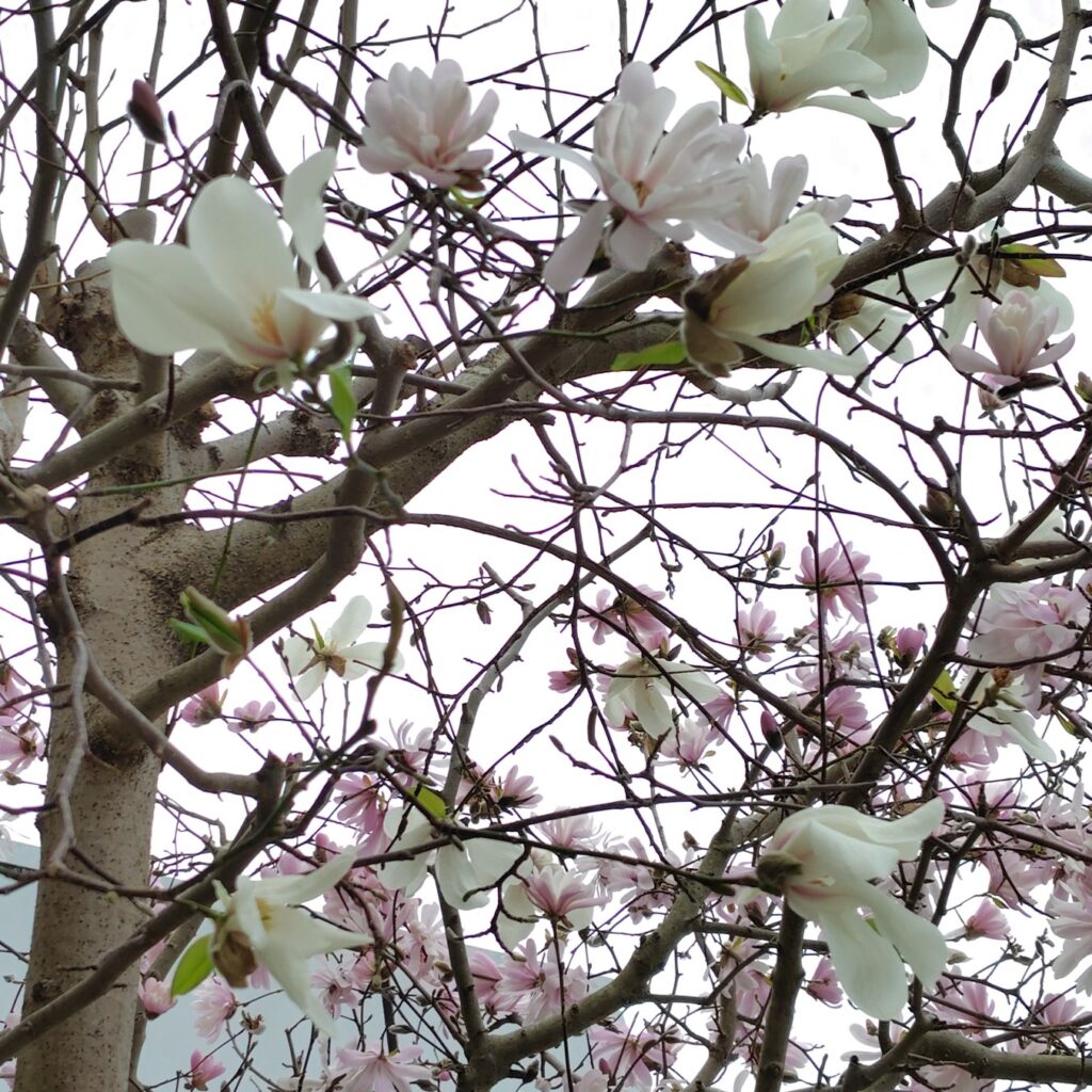 木蓮が増えてきました