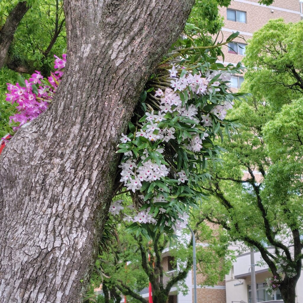 いい香りがしています