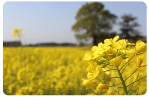 大崎町の菜の花畑