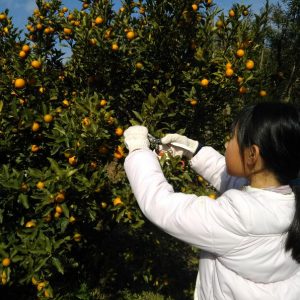 加世田のきんかん